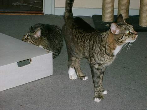 Huskat Miver - Kan meget godt li´papkasser billede 2