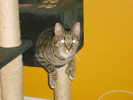 Huskat Miver - Elsker sit kradsebræt billede 3