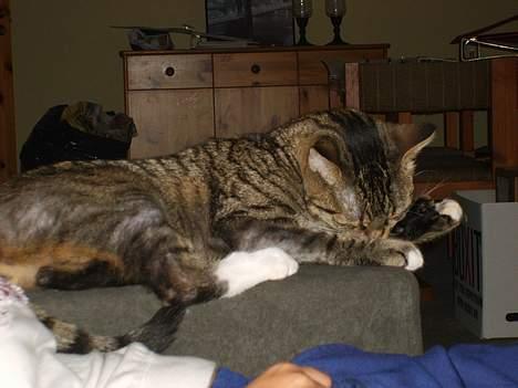 Huskat Miver billede 4