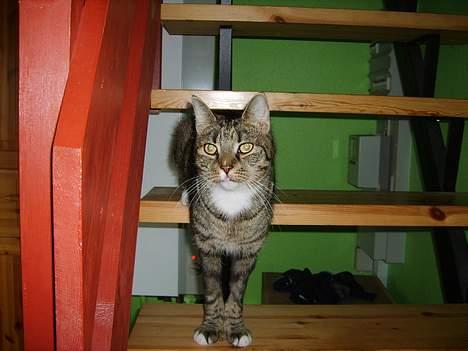 Huskat Miver billede 5