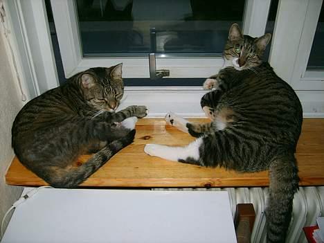 Huskat Miver - Miver (venstre) og hans "lille"bror (højre) Bettemis (ironisk nok) billede 6