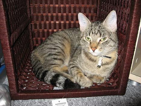 Huskat Piv - Piv er en dejlig kat! billede 1