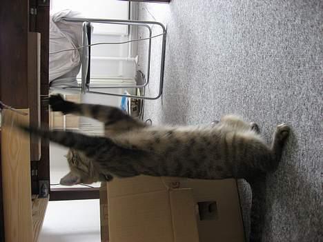 Huskat Piv - Vi leger :) billede 2