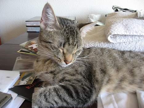 Huskat Piv - Piv sov på et tidspunkt meget på vores borde, ligegyldigt hvad der lå... billede 3