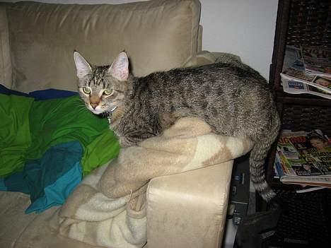 Huskat Piv - Ja...  billede 4