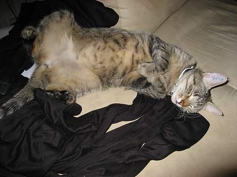 Huskat Piv - Hun kan sove på de sjoveste måde...! billede 5