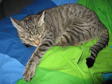 Huskat Piv - Og hun sover igen... billede 6