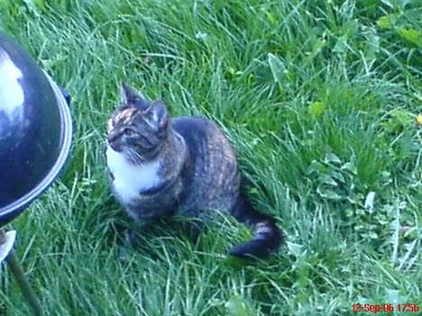 Blanding af racer Plet billede 1