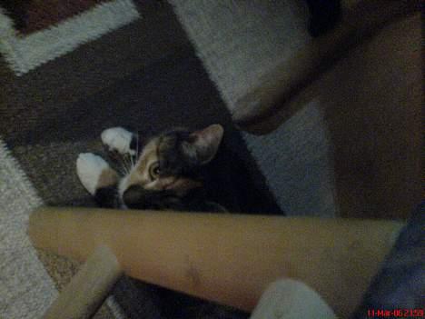 Blanding af racer Plet - Hun elsker at lege skjul..! billede 2