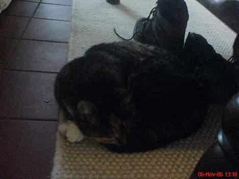 Blanding af racer Plet - Hun er så sød når hun sover.. billede 3