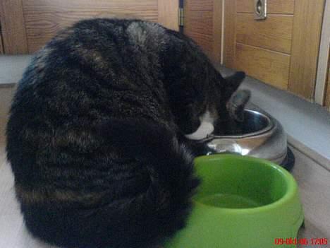 Blanding af racer Plet - På vej ned i madskålen..  billede 4