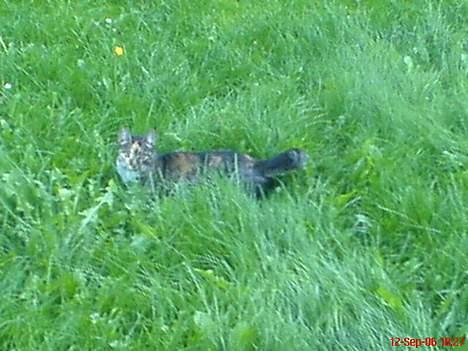 Blanding af racer Plet - Hun prøver at gemme sig.. Det lykkes da ogs næsten:P billede 5