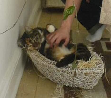 Blanding af racer Plet - Hendes yndlings kurv..! billede 6