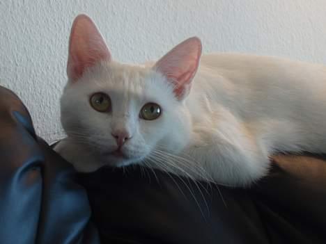 Huskat Wichapi billede 12