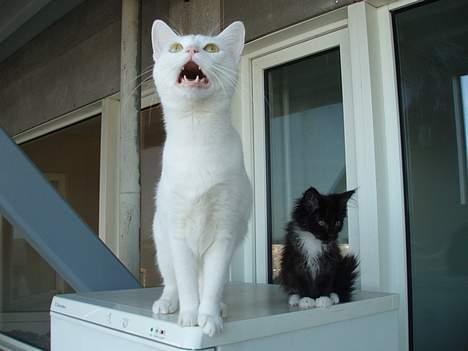 Huskat Wichapi - Wichapi kræver opmærksomhed, ved siden af DK Azizam´s Vitani. billede 13