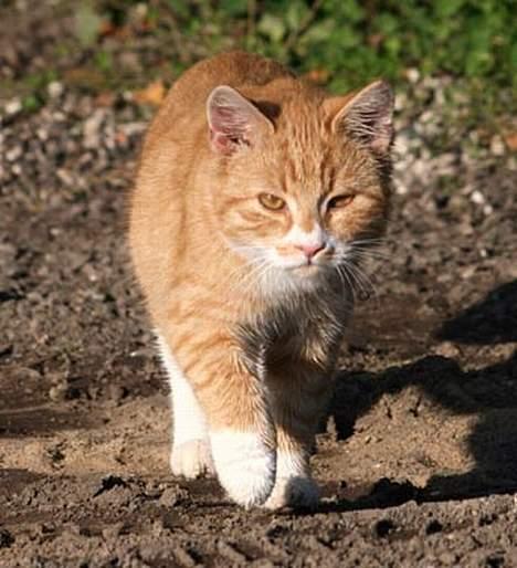 Huskat jobbe billede 4