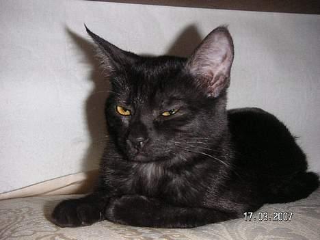 Blanding af racer Vicki billede 9