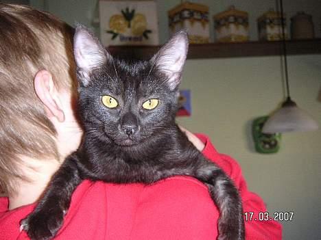 Blanding af racer Vicki billede 10