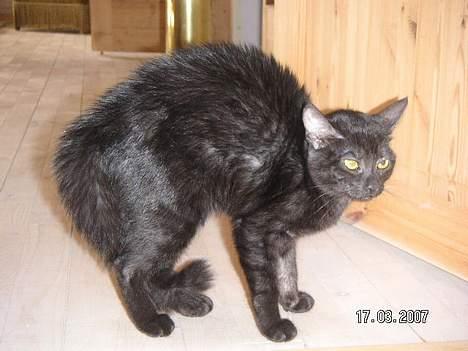 Blanding af racer Vicki - Hold dig væk, din grimme hund billede 11