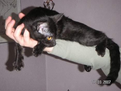 Blanding af racer Vicki billede 12