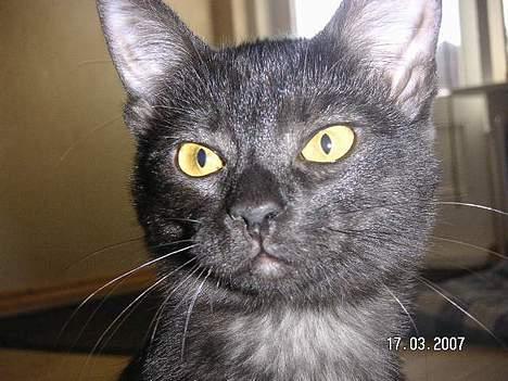 Blanding af racer Vicki billede 13