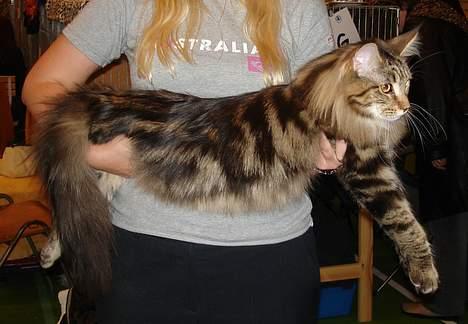 Maine Coon Belmicoon´s El´Dorro billede 16