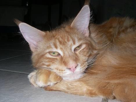 Maine Coon McAllo billede 1