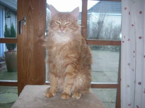Maine Coon McAllo billede 2