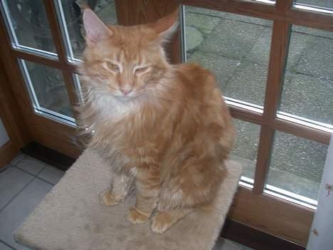Maine Coon McAllo billede 3