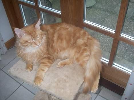 Maine Coon McAllo billede 4