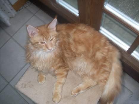 Maine Coon McAllo billede 5