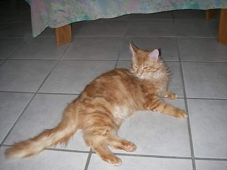 Maine Coon McAllo billede 6