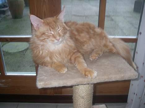 Maine Coon McAllo billede 7