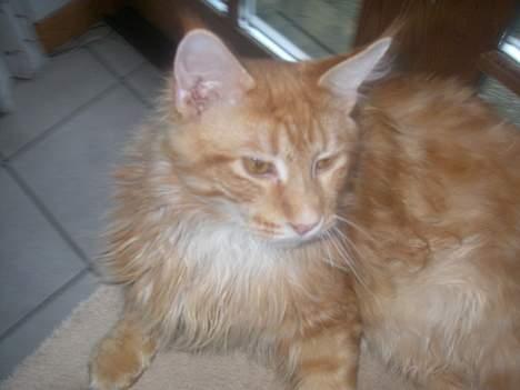 Maine Coon McAllo billede 8