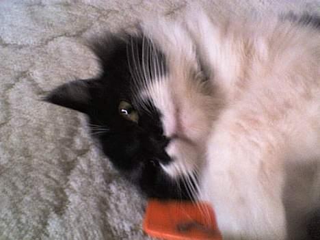 Blanding af racer Bobby - Bobby krammer en kam billede 1