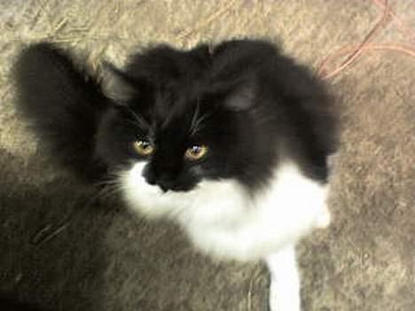 Blanding af racer Bobby billede 3