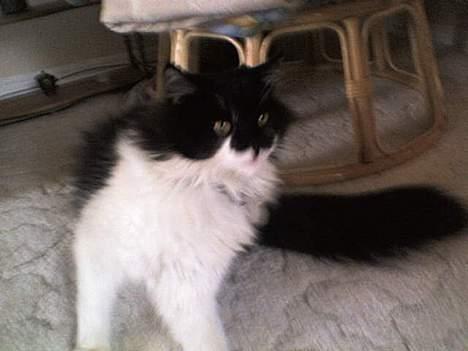 Blanding af racer Bobby billede 4