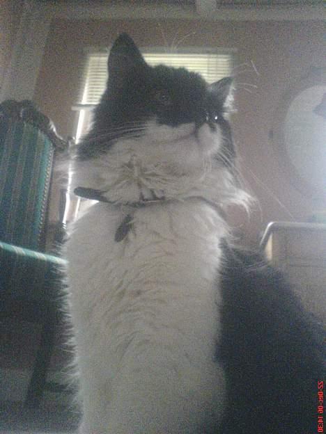 Blanding af racer Bobby billede 5