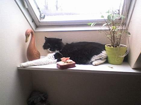 Blanding af racer Bobby billede 6