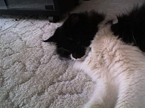 Blanding af racer Bobby billede 7