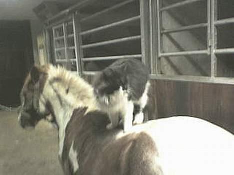 Blanding af racer Bobby billede 8