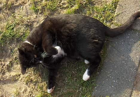 Huskat Thor mis billede 1