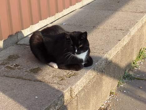 Huskat Thor mis billede 2