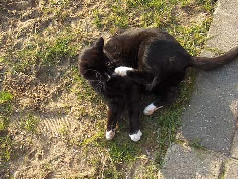 Huskat Thor mis billede 3