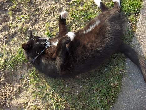 Huskat Thor mis billede 4