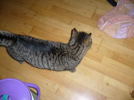 Huskat Casper billede 9