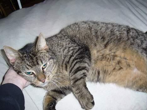 Huskat Casper billede 10