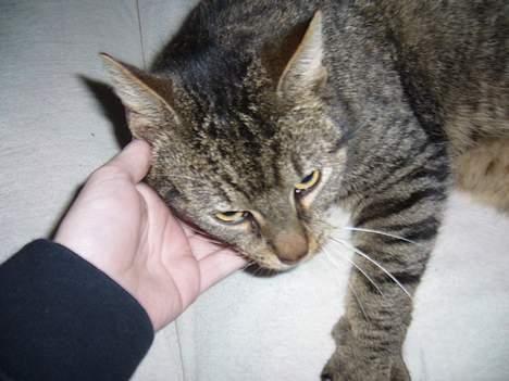 Huskat Casper billede 11