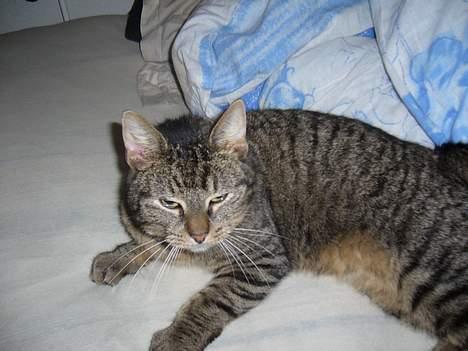 Huskat Casper billede 12