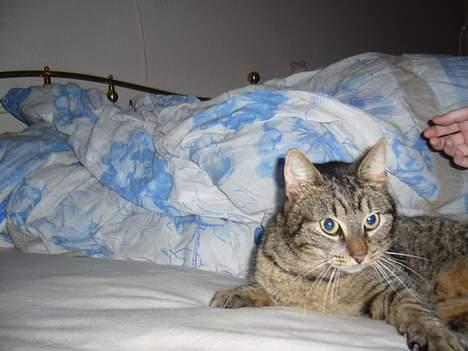 Huskat Casper billede 14